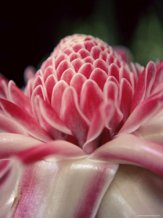 Torch Ginger Flower at the Balata Botanical Gardens, Near Fort De France, Martinique, West Indies