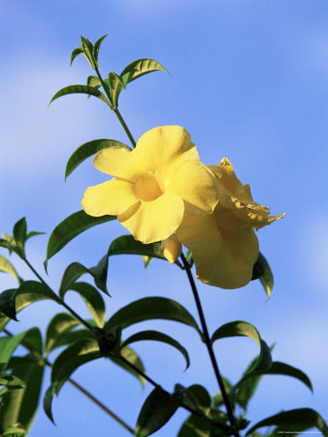 Yellow Alamanda Flowers, Martinique, Lesser Antilles, West Indies, Caribbean, Central America