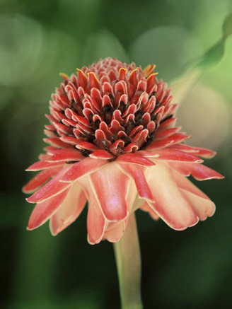 Torch Ginger Flower, St. Lucia, Windward Islands, West Indies, Caribbean, Central America