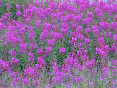 Blooming Fireweed