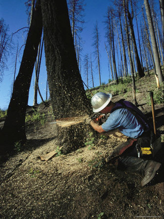 Man Uses a Chain Saw to Cut Down a Burnt Tree